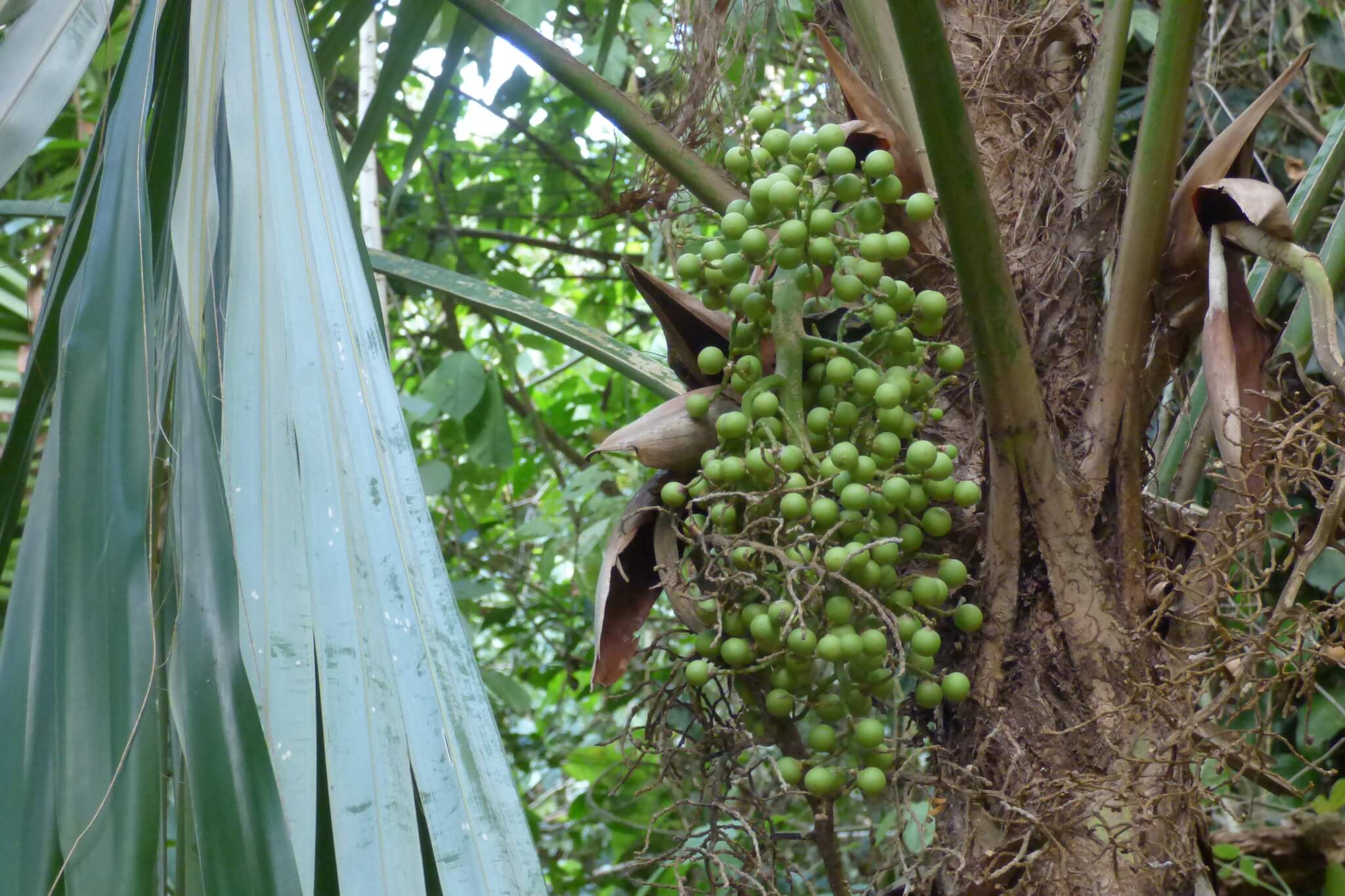 Cryosophila stauracantha